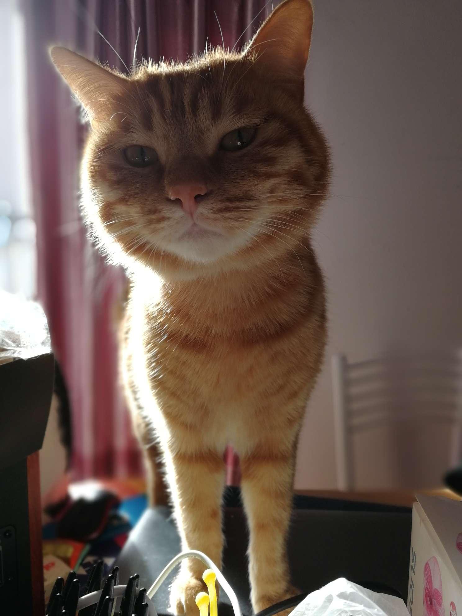 王的凝视 显示全部