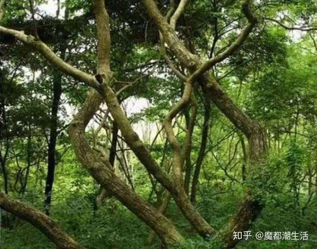 降真香乃百香之首