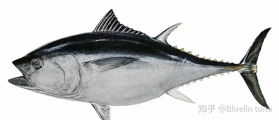 四,马苏金枪鱼(英文:southern bluefin tuna)大洋暖水性上层鱼类,因其