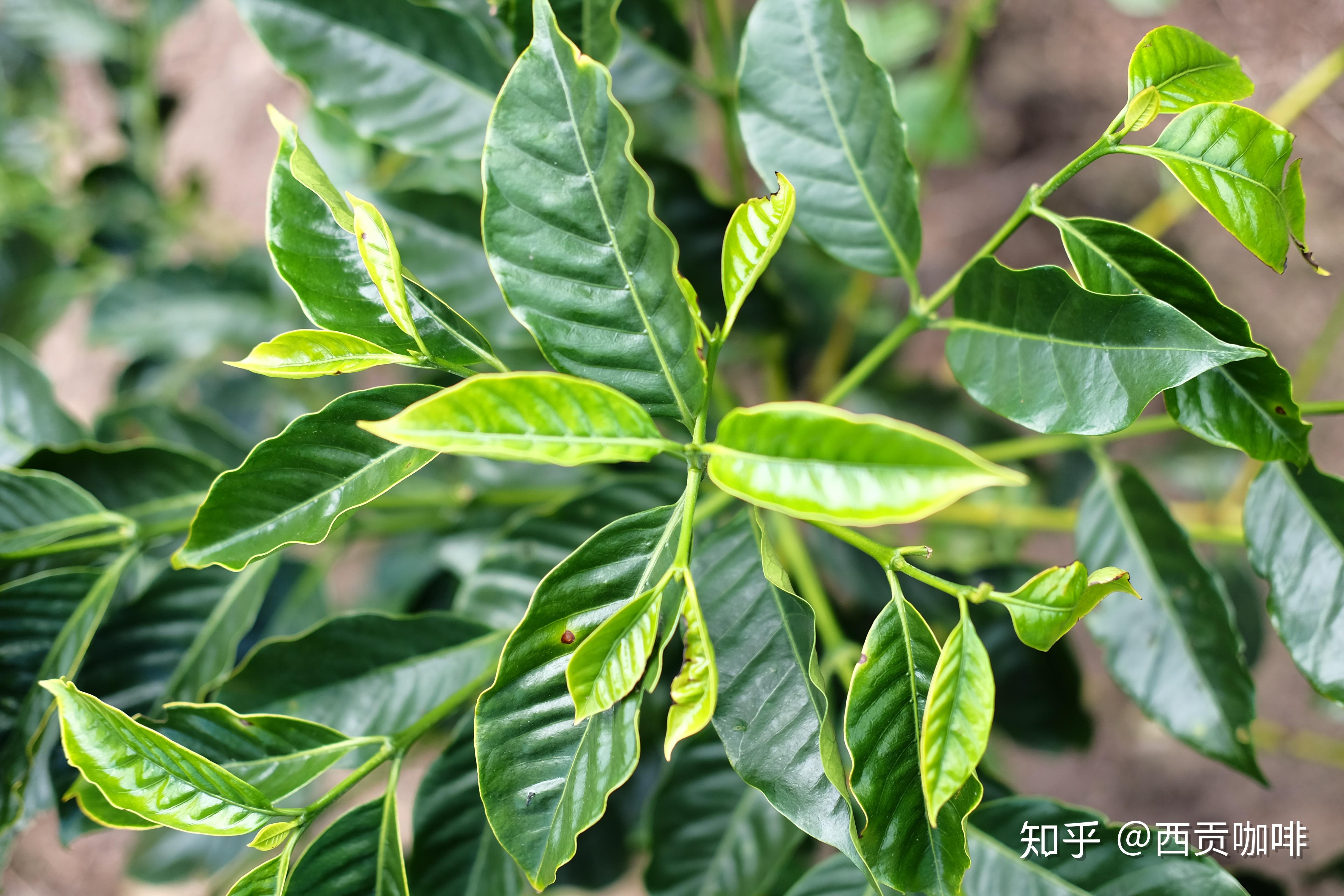 新世界咖啡树植株高大,叶尖颜色是绿色或是棕色,咖啡豆的整体豆形偏圆