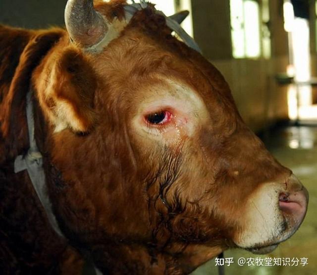 夏季牛中暑热应激的症状及治疗办法