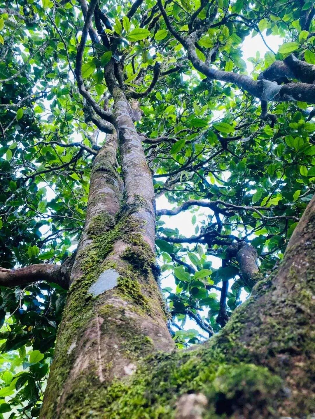 万亩古茶园,千年古茶树|贺开茶王地古树茶 - 知乎