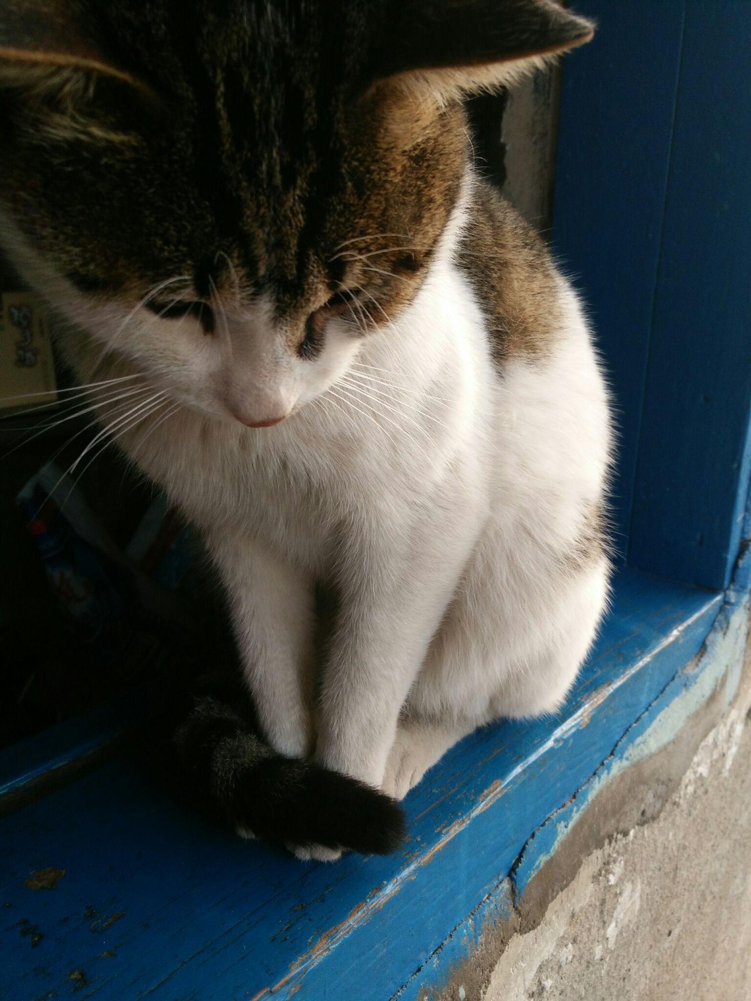 世界上有哪些喜欢猫的名人? - 南柯一的回答