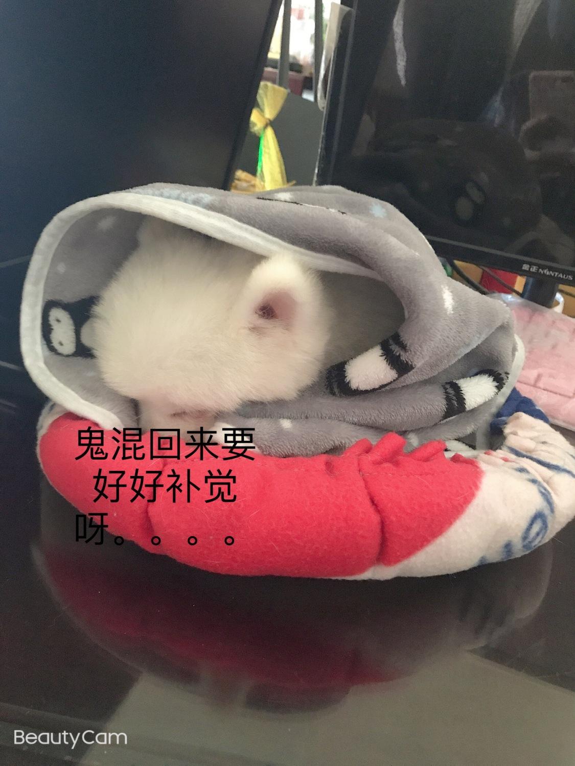猫片狗片我鬼混回来啦