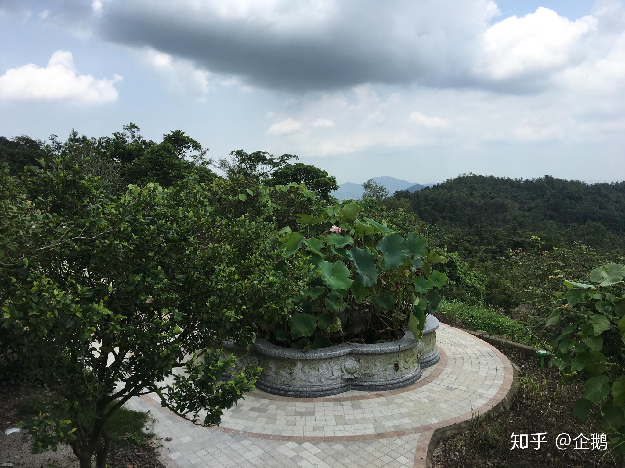 20180721 中山五桂山一起爬到頂了,只有一個觀音廟,拍了廟前的荷花.