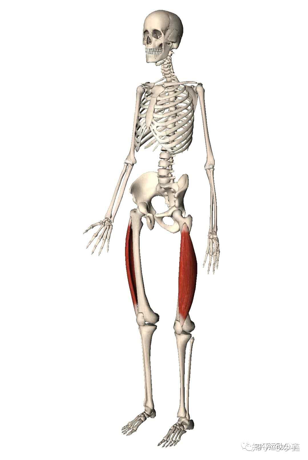 股外侧肌覆盖着整个大腿外侧(从髋部的股骨大转子到膝部),其下端通过