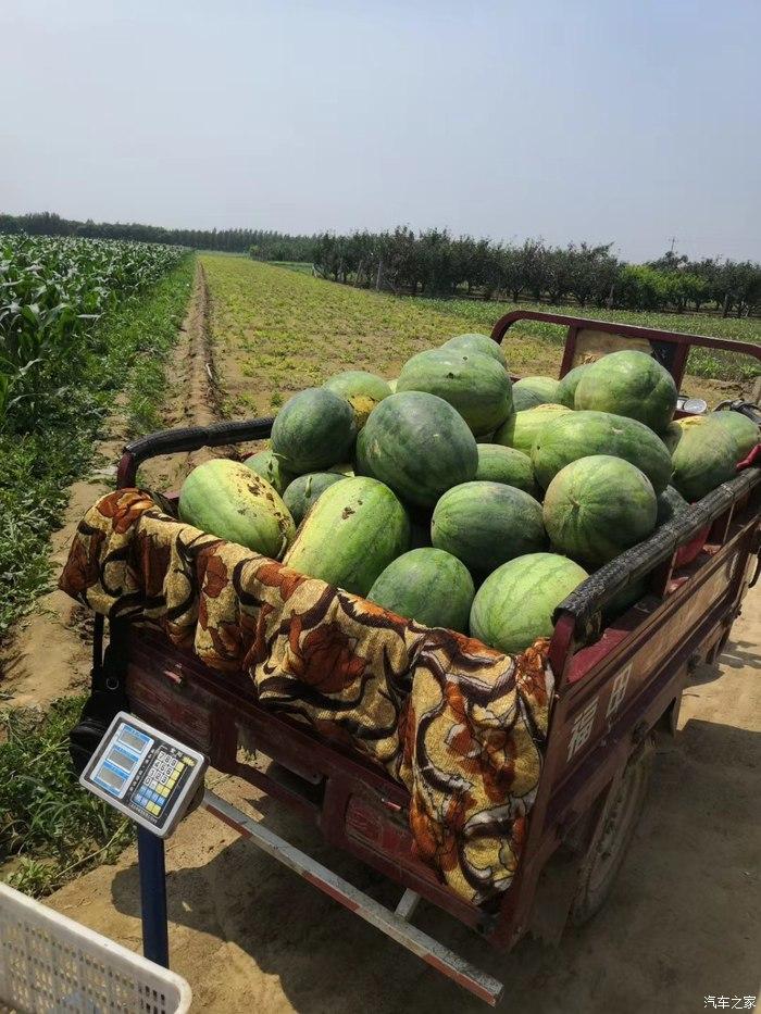 清凉一夏,和哈弗m6一起下乡摘西瓜记!