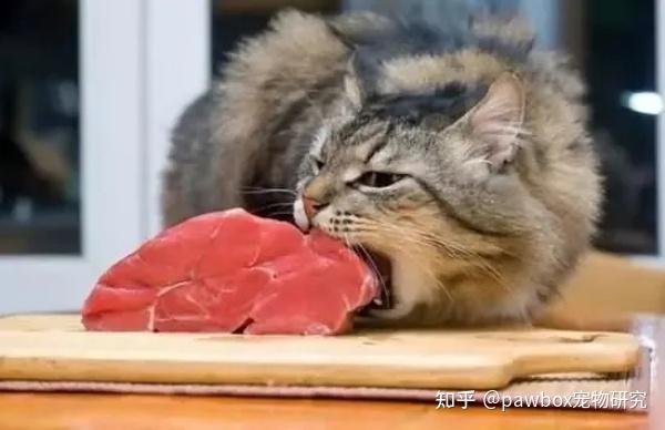 猫咪的饮食结构 - 知乎