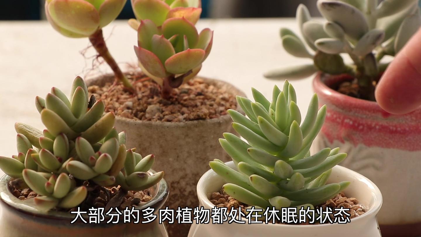 熬过夏天灭在秋天 多肉植物秋季浇水大揭秘 注意细节都在这 知乎 熬过夏天灭在秋天 多肉植物秋季浇水大揭秘 注意细节都在这 知乎