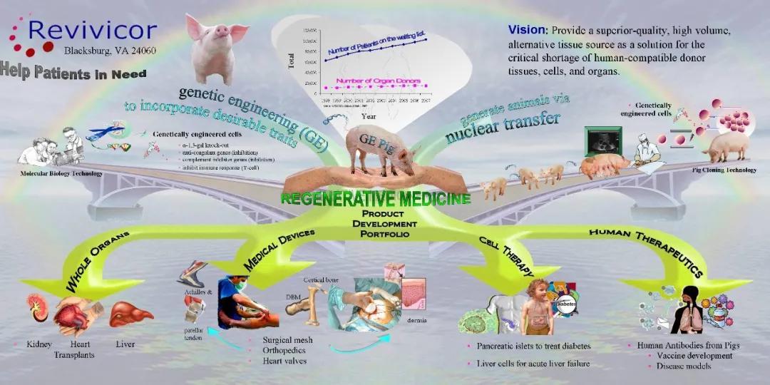 该团队研究人员试图繁殖与人类具有某些遗传相似性的 galsafe 猪,他们
