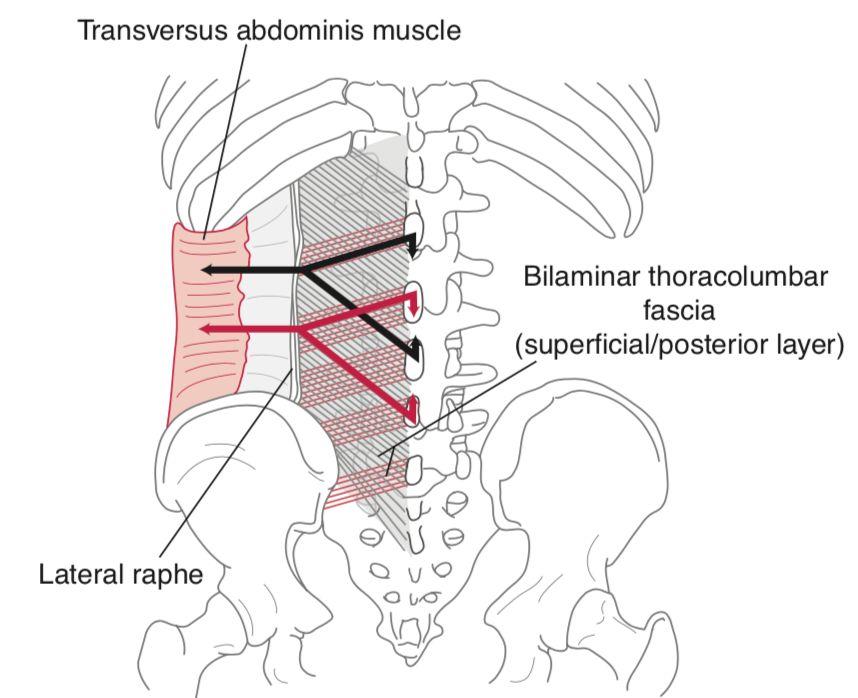 transversus abdominis图片