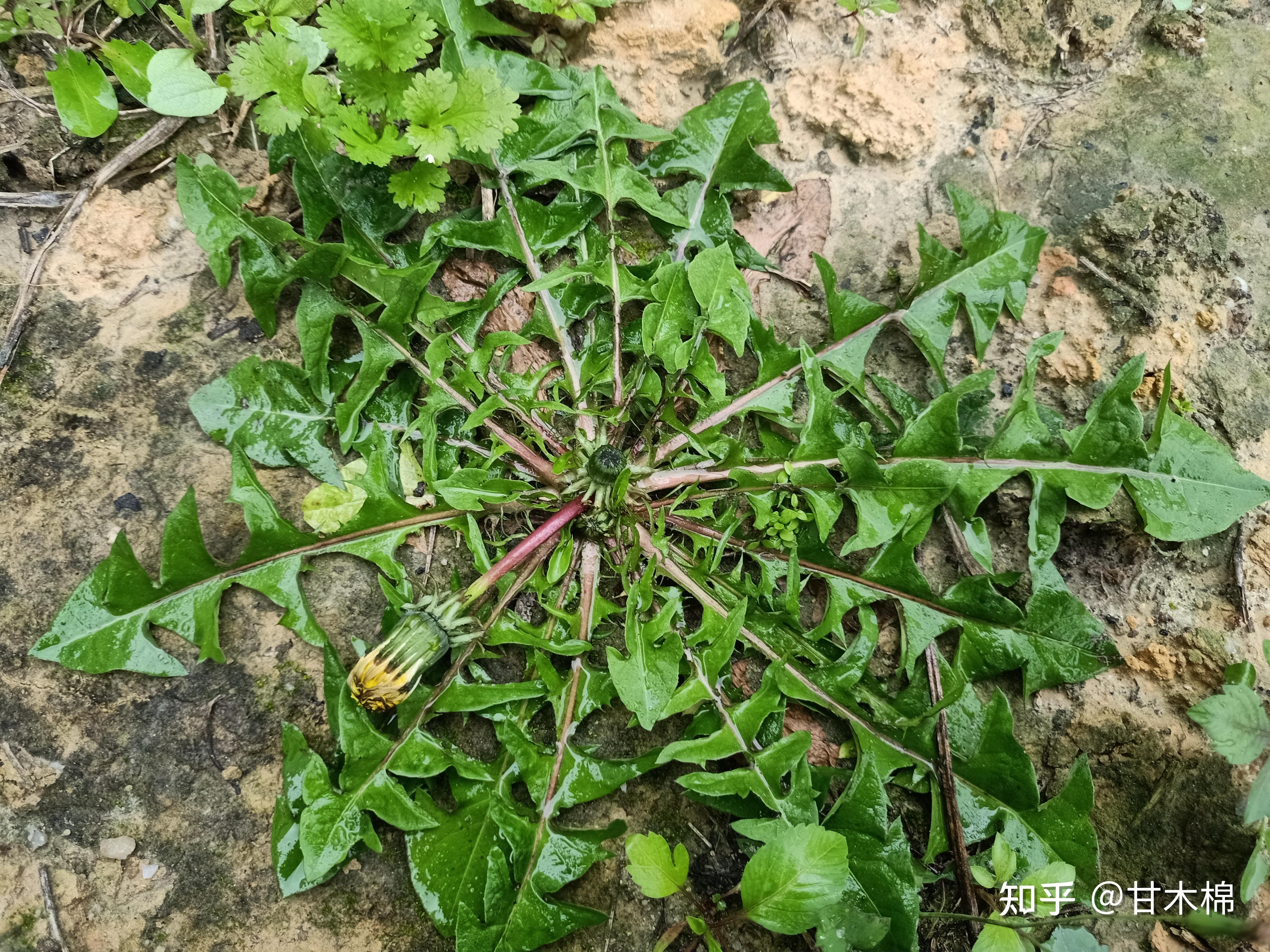 蒲公英別名婆婆丁,黃花地丁,黃花苗,奶汁草,蒲公丁,茅蘿蔔,鬼燈籠,真