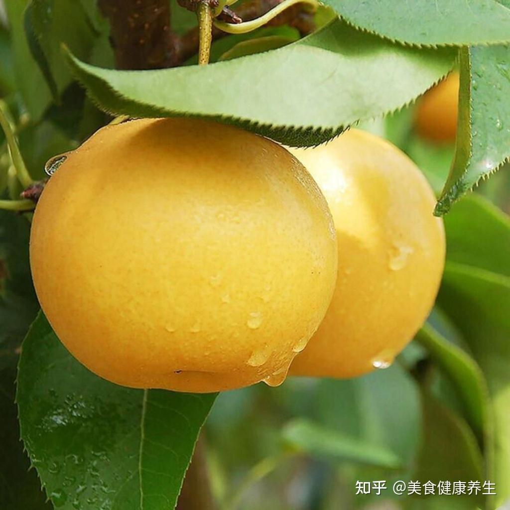 梨的营养价值和功效 - 知乎