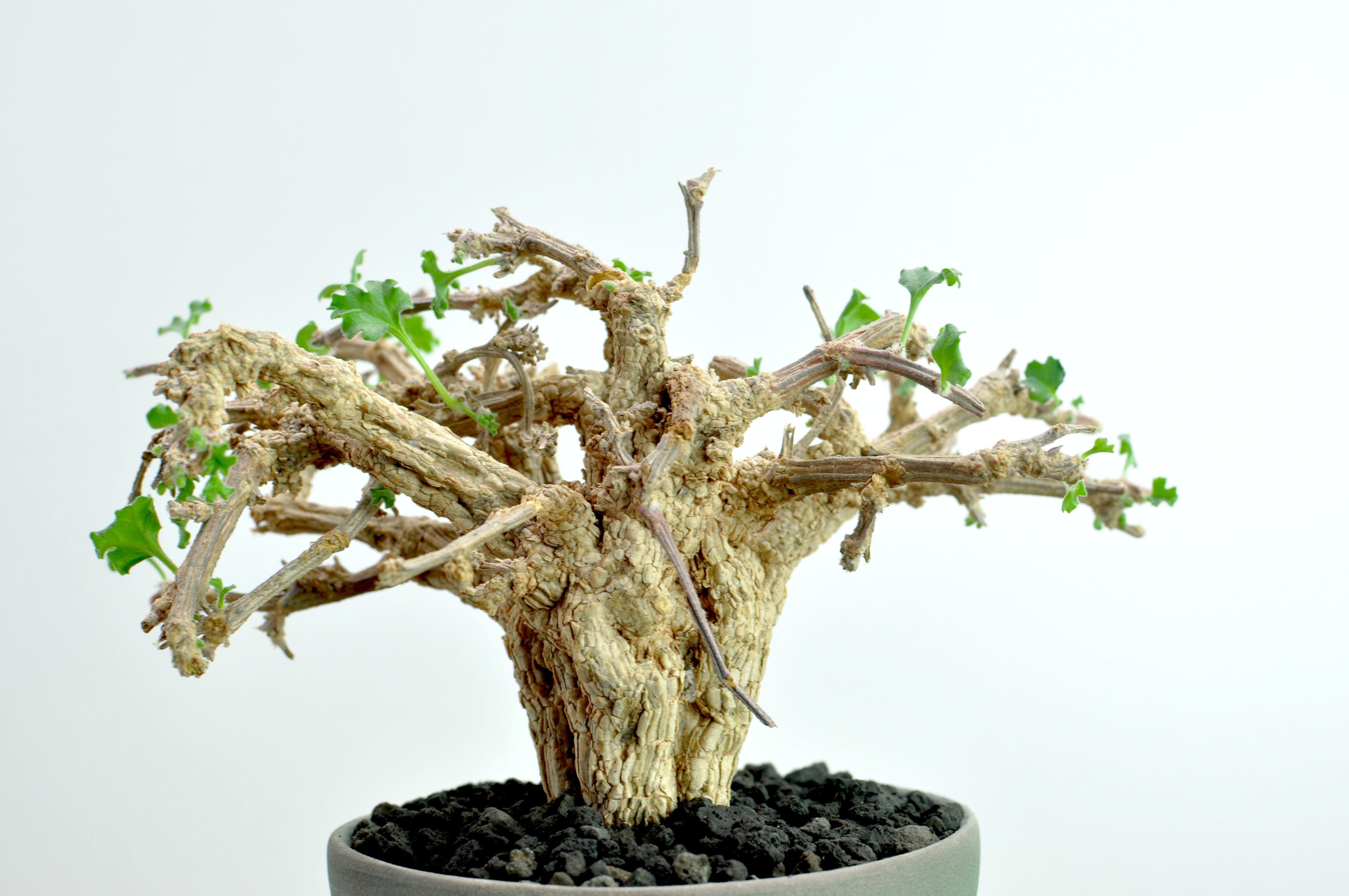 珍稀块根播种指南之索马里树葫芦corallocarpusglomeruliflorus