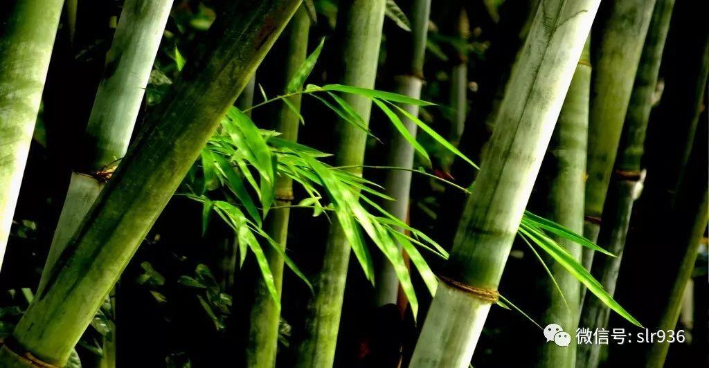 虚心竹有低头叶傲骨梅无仰面花