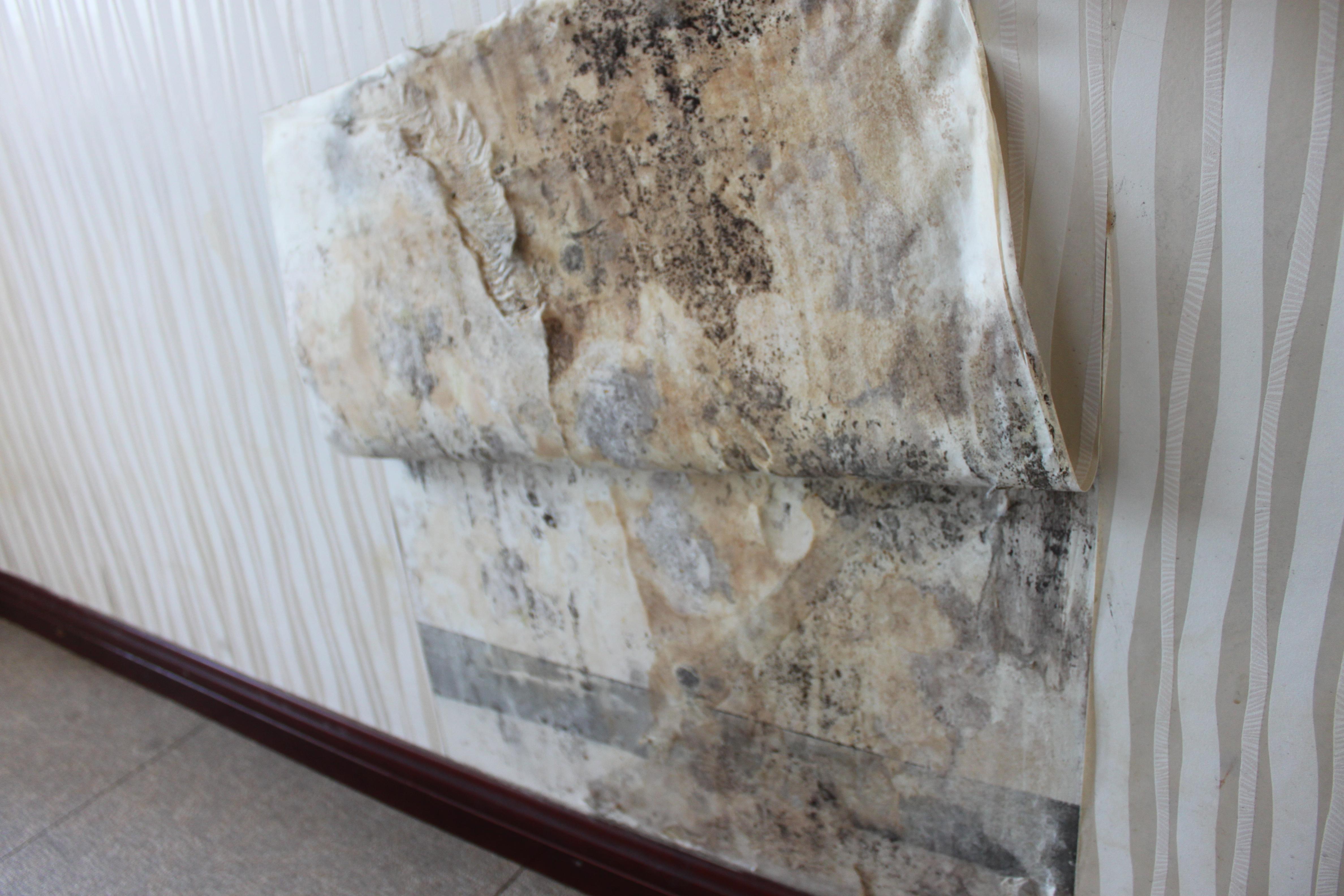 梅雨季,墙纸发霉,我该怎么办?