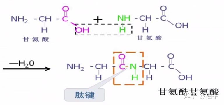 肽键结构简式图片