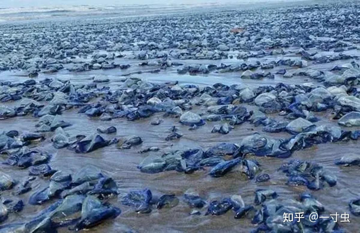 Mass death of marine animals at Russia's popular beach in Kamchatka - CGTN