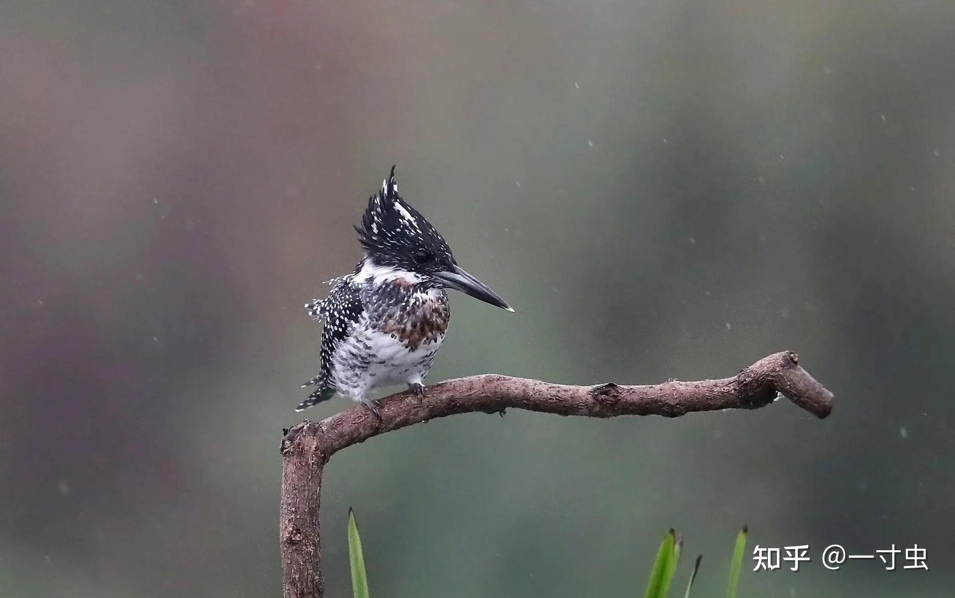 鳥類不在鳥巢睡覺,那麼下雨的時候,它們躲在哪裡呢