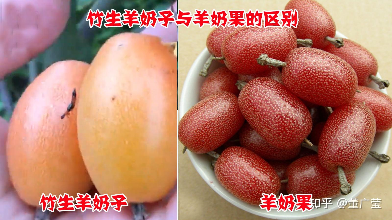 重大发现消失了106年在云南天坑被发现不是羊奶果猜猜是啥你见过吗