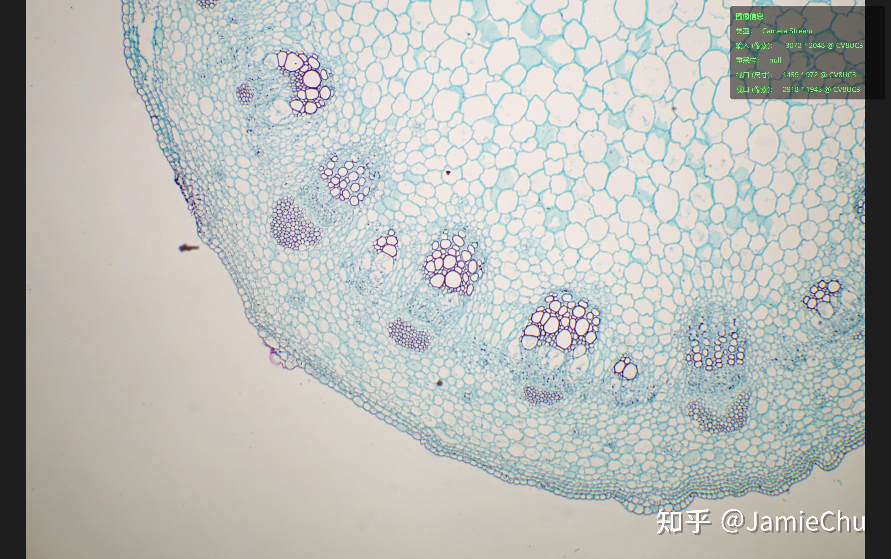 显微观察-双子叶植物茎横切(重制) - 知乎
