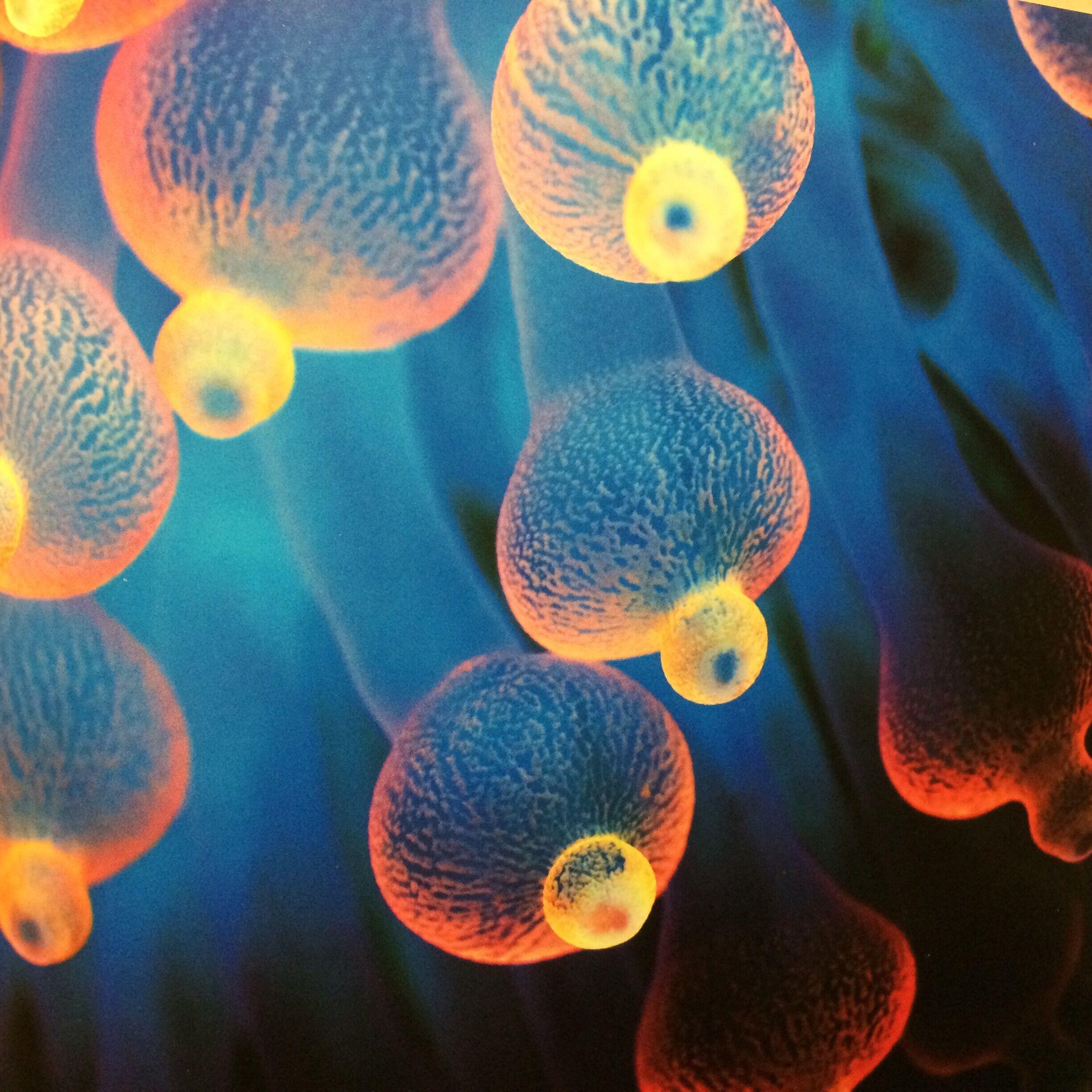 神奇的透明世界美得不可思议