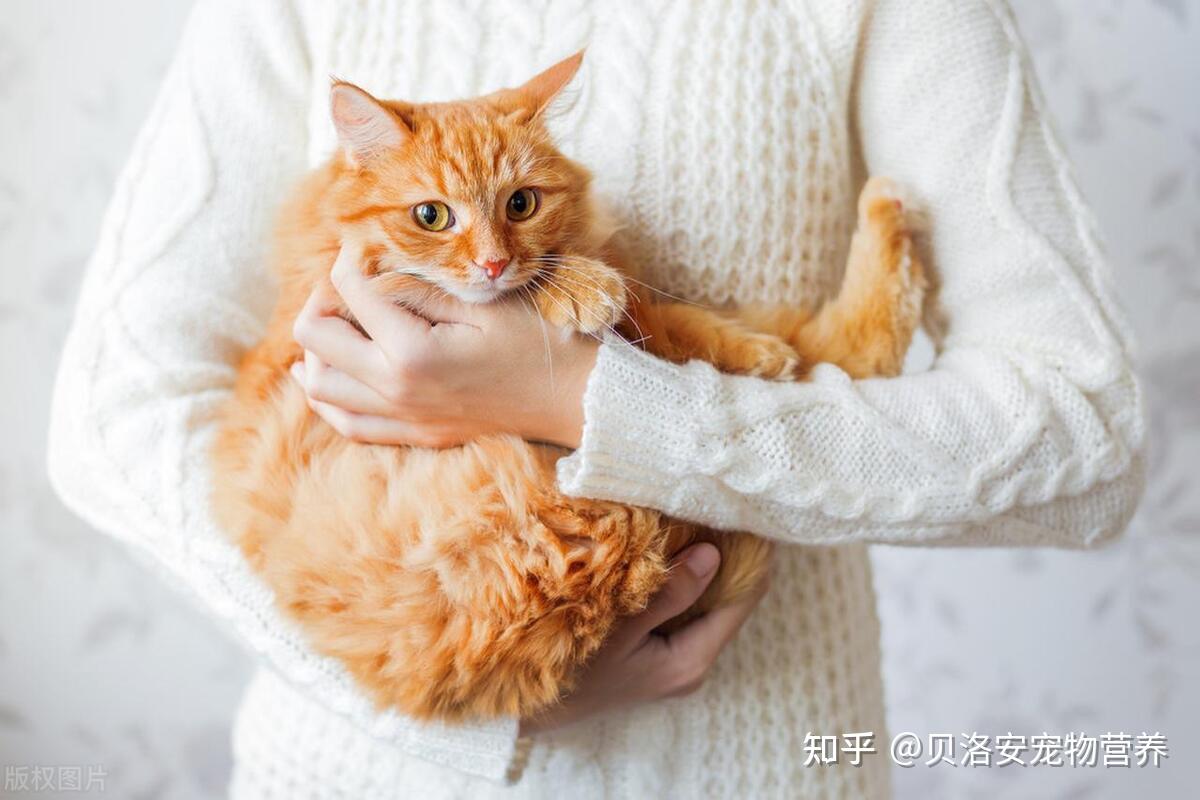 掌握正确的抱猫姿势,让你和猫咪更亲近! - 知乎