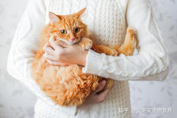 掌握正确的抱猫姿势,让你和猫咪更亲近! - 知乎