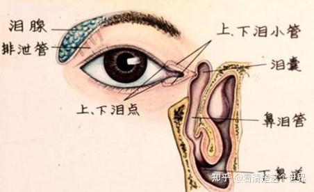 眼附属器眼眶眼睑结膜泪器