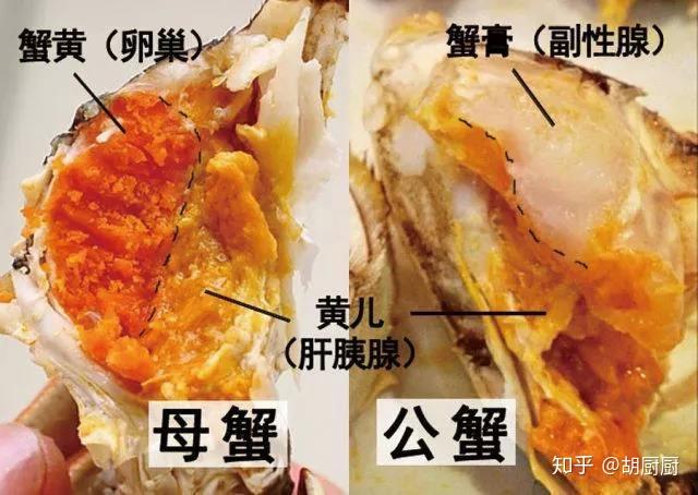 不知道这些,我劝你不要吃大闸蟹 - 知乎