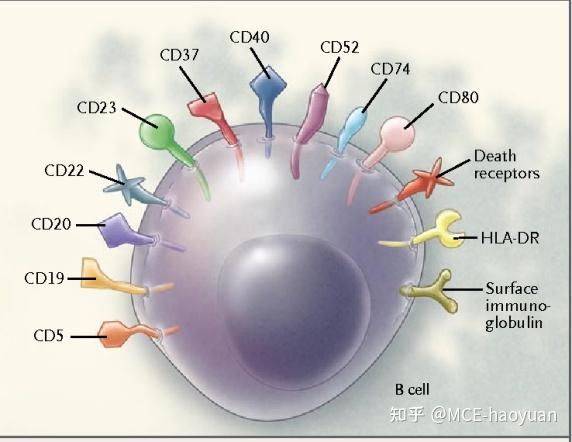 重組蛋白cd抗原cdantigens