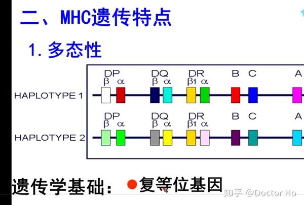 存在;以及同源染色体的两个等位基因皆表达 编码出不同的分子(共显性)