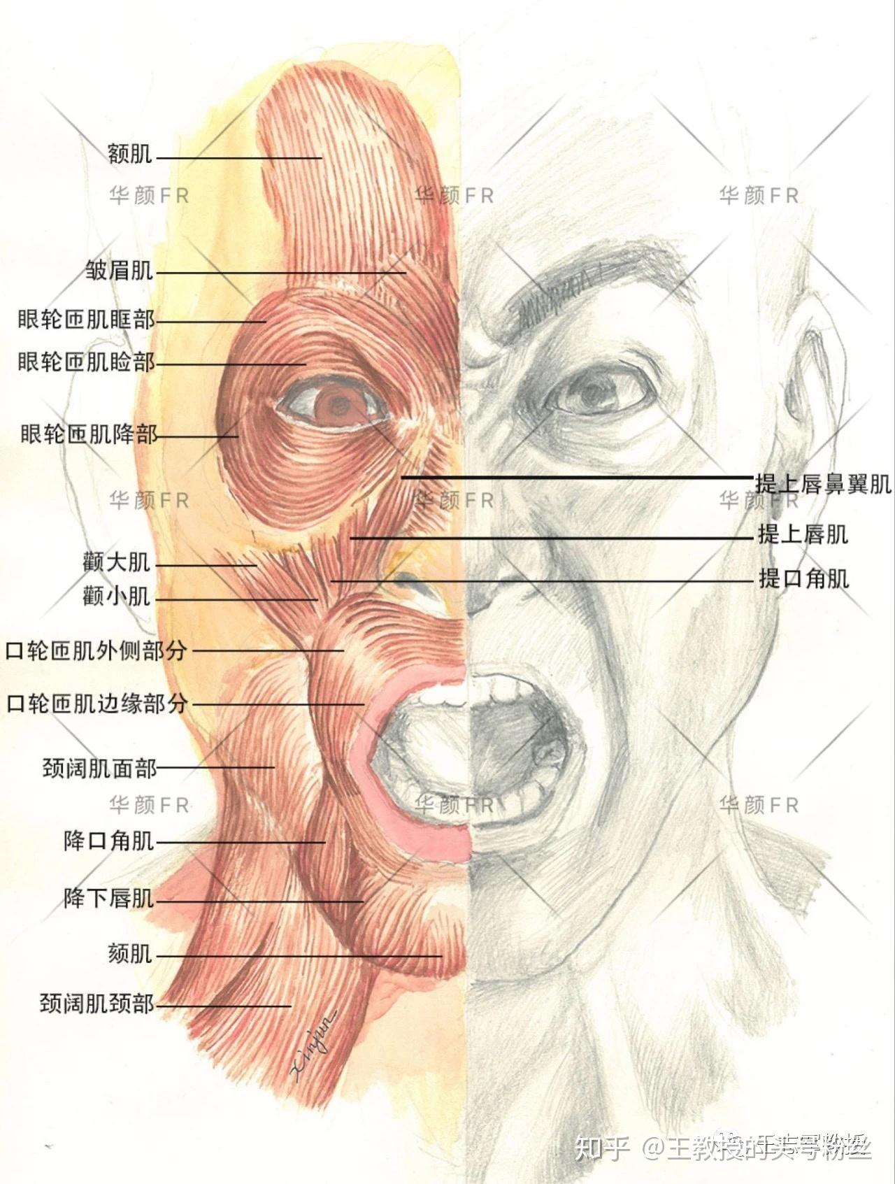 这直接导致了smas是面部颈部最先发生退行性变的"器官":最早松散,松弛