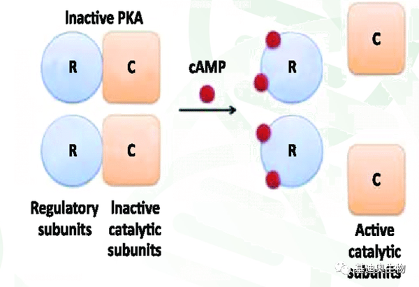第一个发现的细胞内第二信号——cAMP信号通路（下） - 知乎