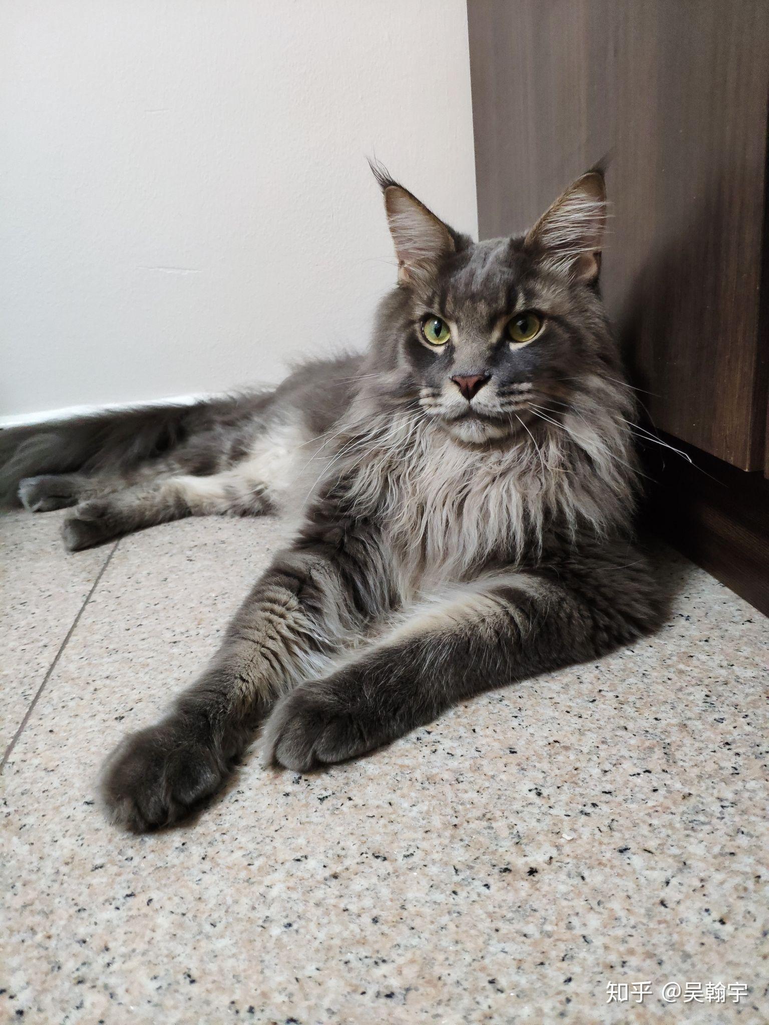 缅因猫总是喜欢咬人怎么办?