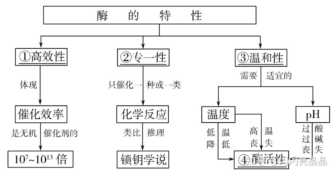 遺傳信息主要儲存在細胞核中,是系統的控制中心13,細胞器的結構及功能