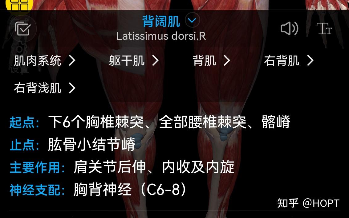 背阔肌