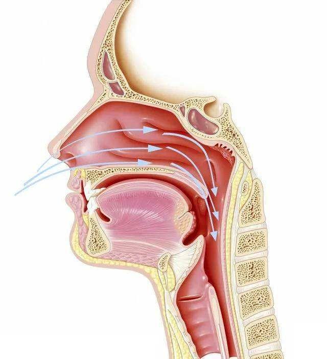 鼻窦积液排出姿势图片
