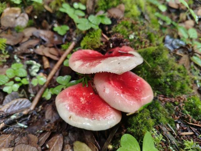 红菇在菇类中是出类拔萃的,其菌盖犹如伞盖,颜色粉红,浅红,大红,殷红