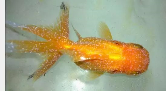 万恶的刺激隐核虫病白点病作者潮间带生物句号