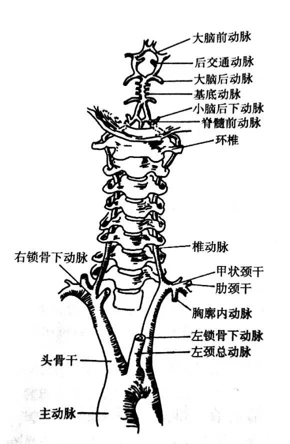 椎动脉沟环位置图片图片