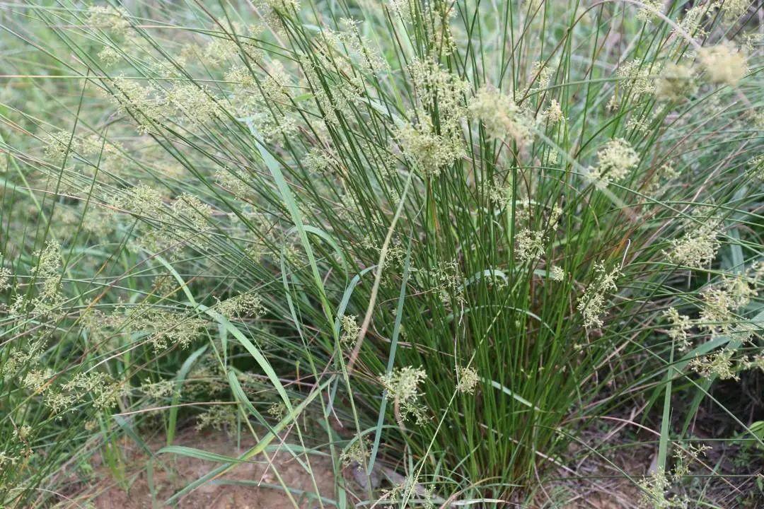 灯芯草 ：照亮大半个古代的植物 - 知乎