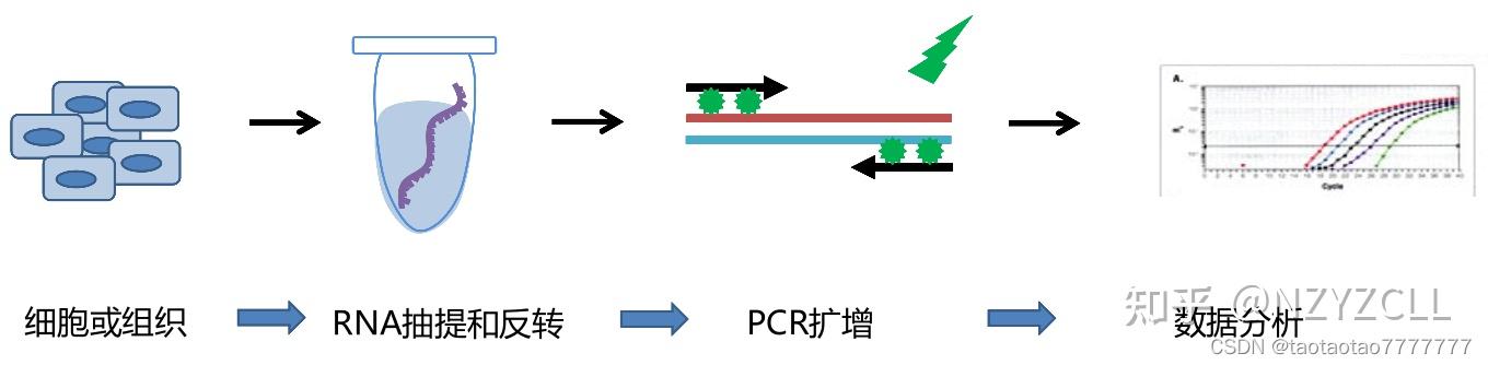 rna抽提反转录pcrpcr引物设计rtqpcr