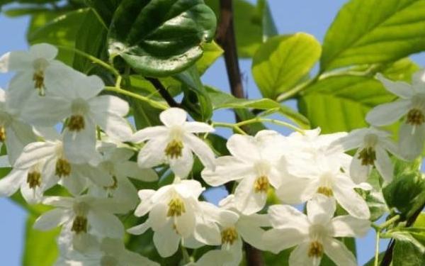 能结“秤锤”的中国特色植物——秤锤树 - 知乎