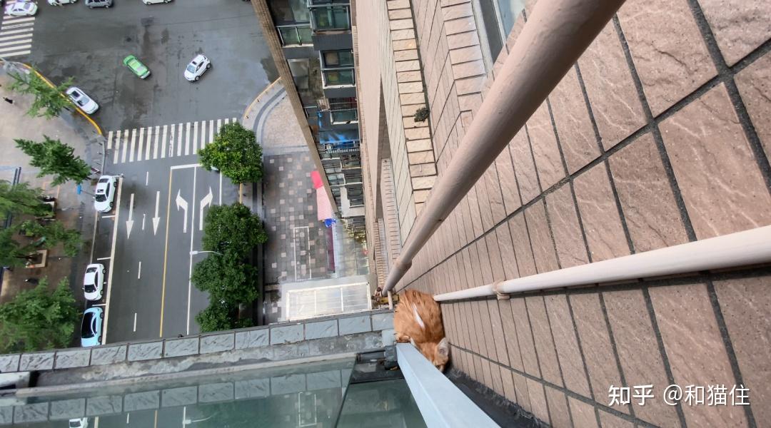 被困在16楼窗外的小猫