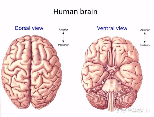 切开后的视图如下:coronal view冠状面sagittal view矢状面horizontal