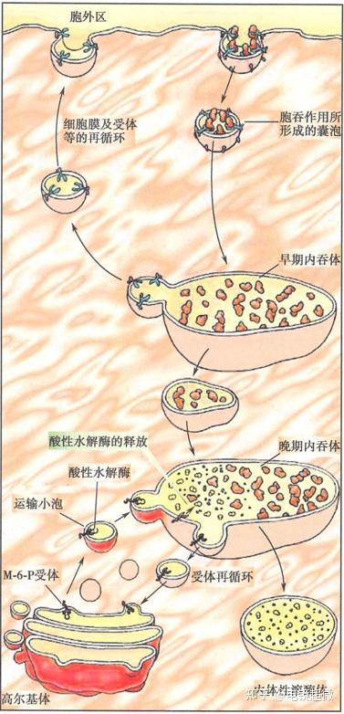 细胞内膜系统-溶酶体 - 知乎