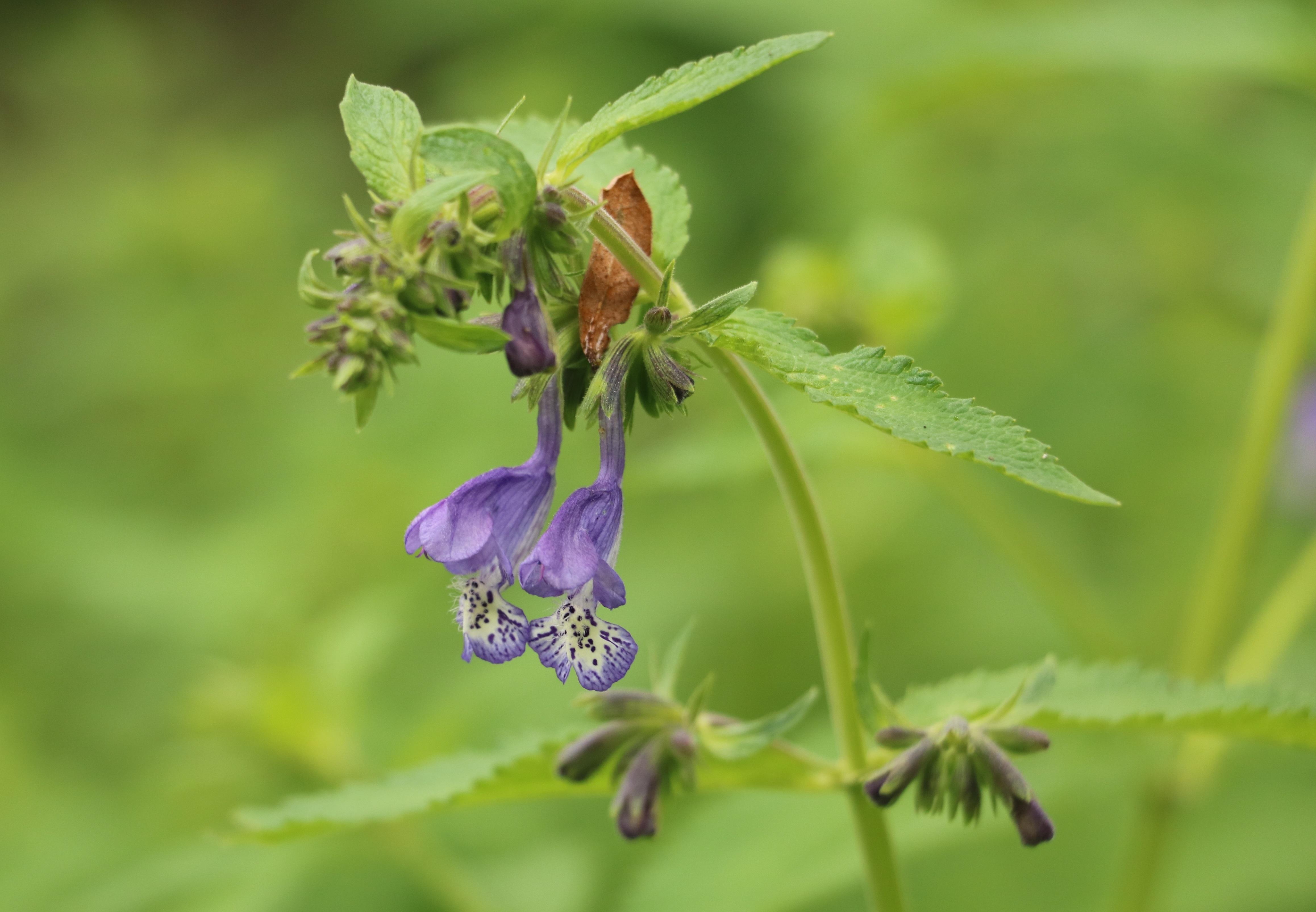 圓齒荊芥(nepeta wilsonii)(亞丁,海子山)荊芥花色的優雅紫總是忍不住