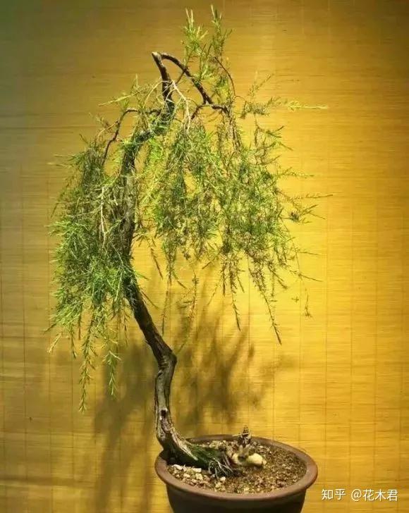 冷门品种:岗松的鉴赏与栽培养护 - 知乎