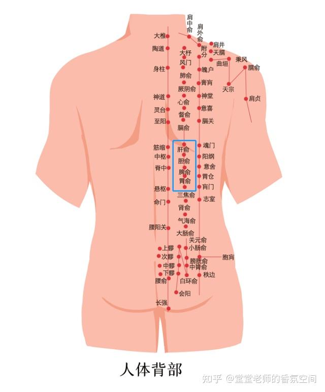 其他涂抹部位如背部脊椎两侧(肝,胆,脾,胃的俞穴)或肝胆经循行路径